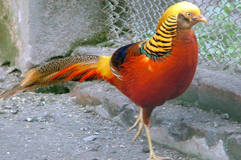 Породы фазанов: описание характеристик с фото